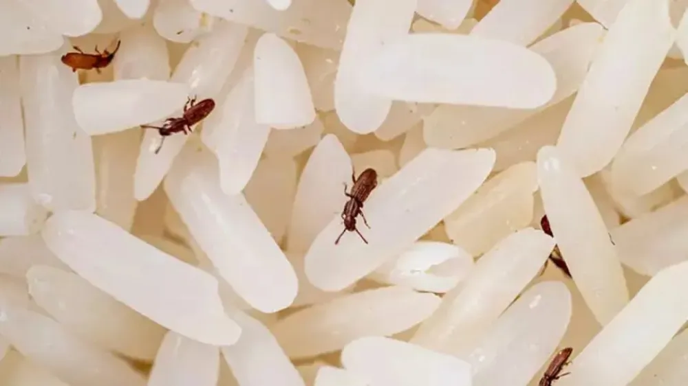 Evde Sirke Kullanarak Pirinci Karıncalardan Temizlemenin Kolay Yolu