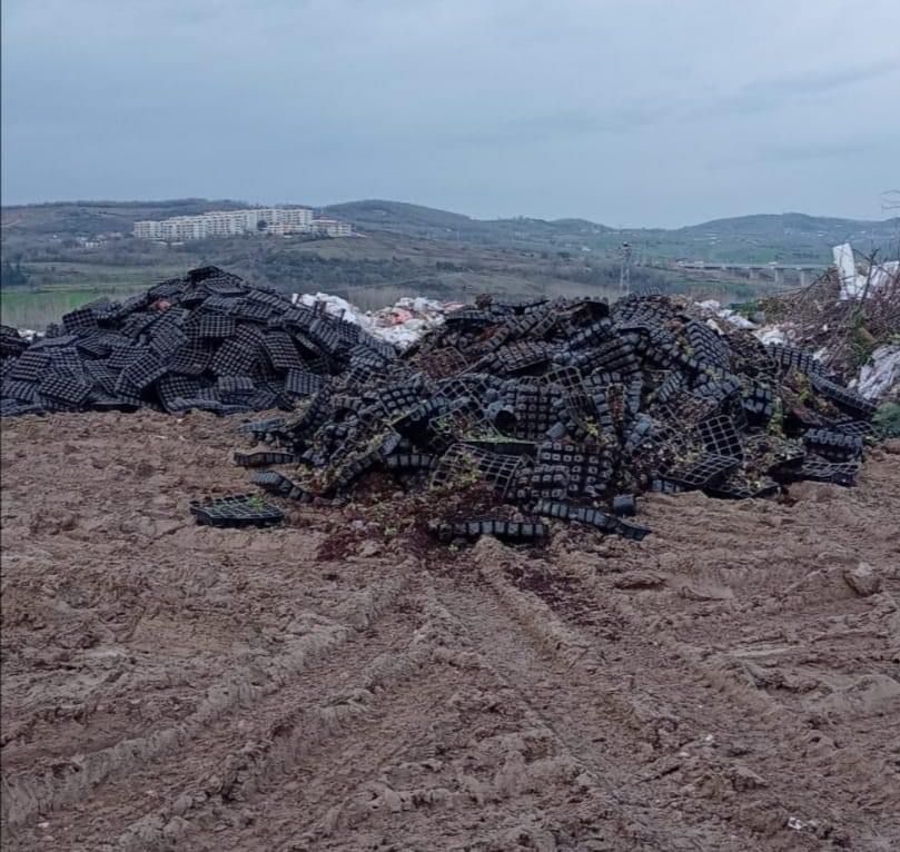 İzmit Belediyesi 400 bin hercai menekşeyi çöpe attı