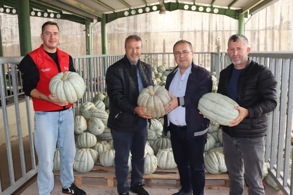 İzmit Belediyesinden 8 tonluk yerli üretim bal kabağı!