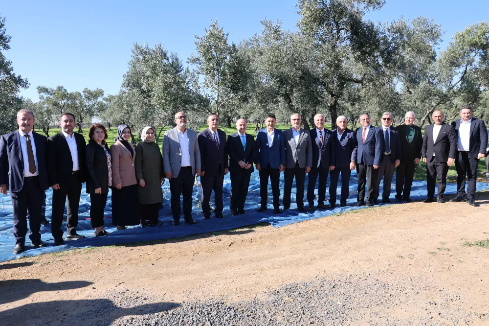 DARICA BELEDİYESİ - GEBZE TEKNİK ÜNİVERSİTESİ İŞBİRLİĞİNDE İLK ZEYTİN HASADI GERÇEKLEŞTİ
