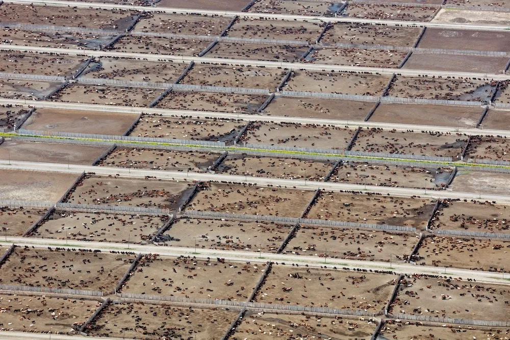 Endüstriyel Hayvancılık, Küresel İklim Hedeflerini Tehdit Ediyor