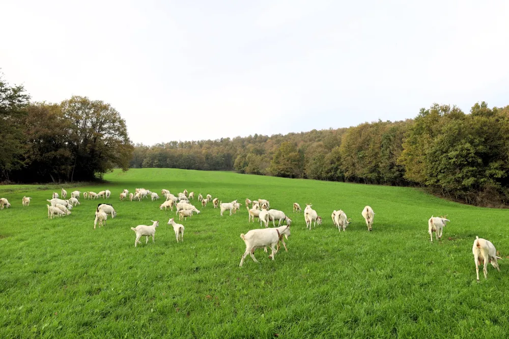 Burası Alpler değil, tarım kenti Kocaeli;  Süt otu desteği meraları berekete kavuşturdu