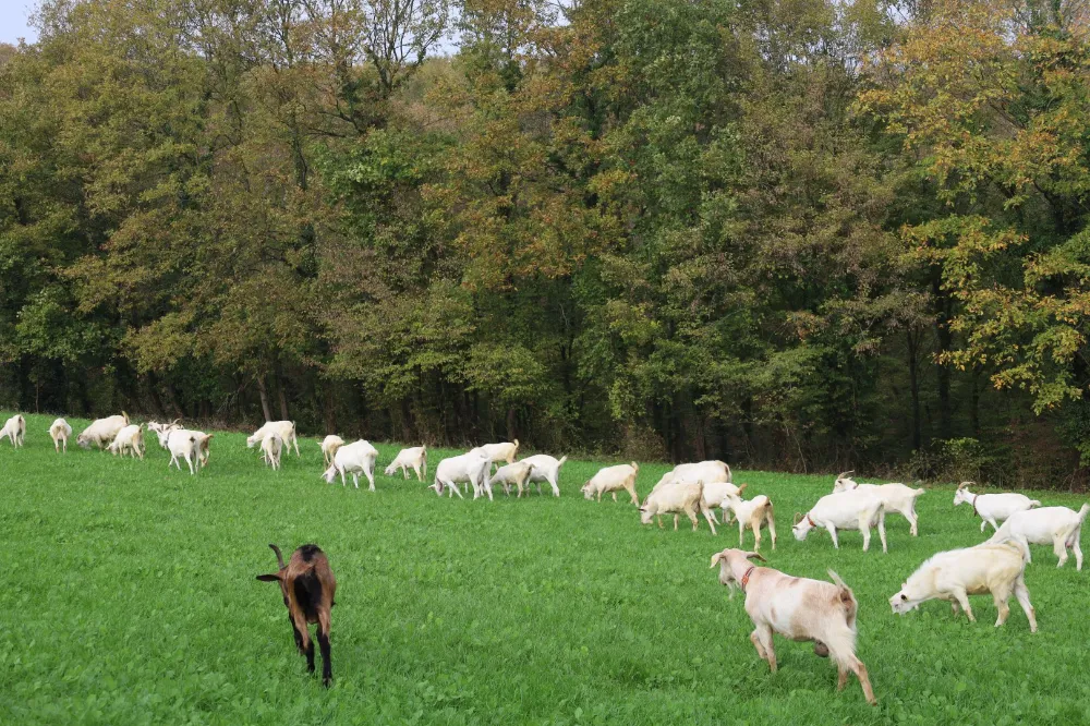 Süt otu desteği meraları berekete kavuşturdu