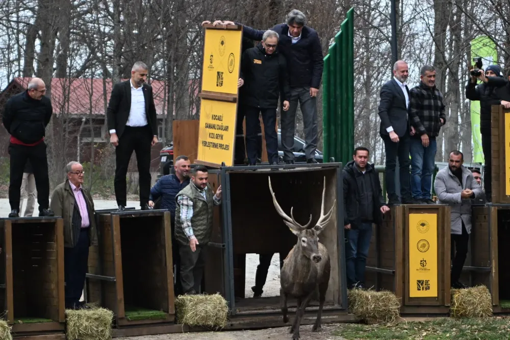 8 kızıl geyik daha Kuzuyayla’da doğaya salındı